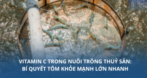 Vitamin C trong nuôi trồng thuỷ sản: Bí quyết tôm khỏe mạnh lớn nhan